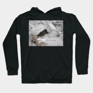 Dark eyed Junco Hoodie